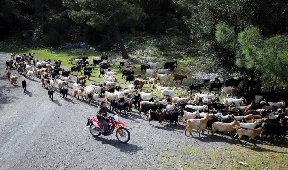 Bodrum'un "teknolojik çobanı" sürüsünü "drone"  10