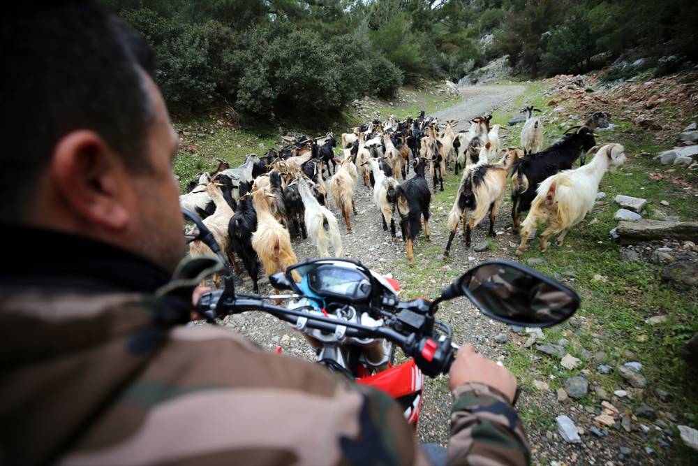 Bodrum'un "teknolojik çobanı" sürüsünü "drone"  4