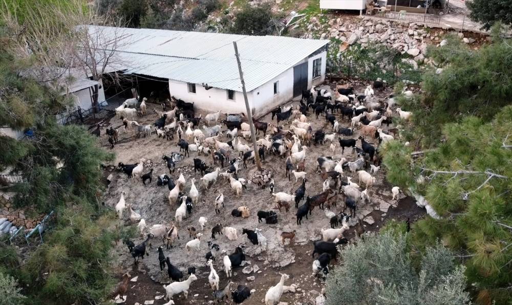 Bodrum'un "teknolojik çobanı" sürüsünü "drone"  8