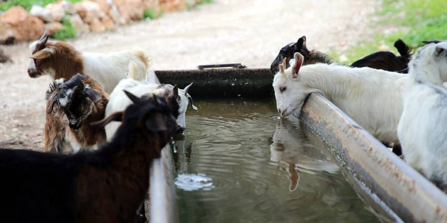 Bodrum'un "teknolojik çobanı" sürüsünü "drone" 