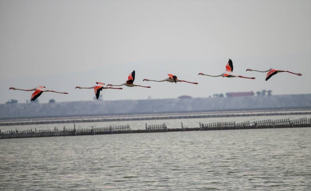 İzmir'deki "flamingo adası"nda kuluçka dönemi 10