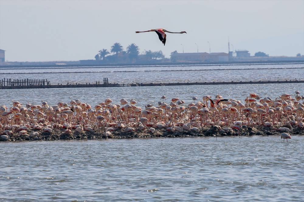 İzmir'deki "flamingo adası"nda kuluçka dönemi 12