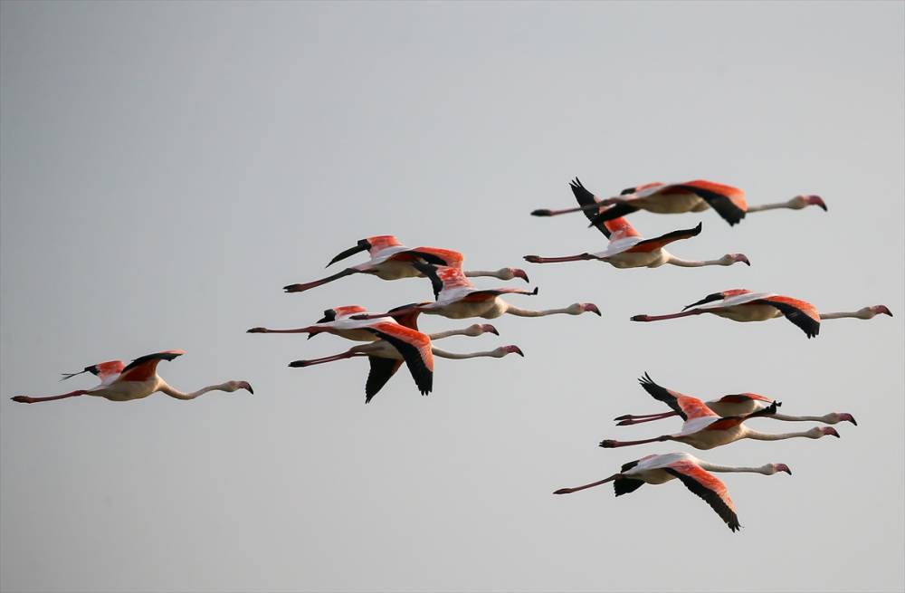 İzmir'deki "flamingo adası"nda kuluçka dönemi 13