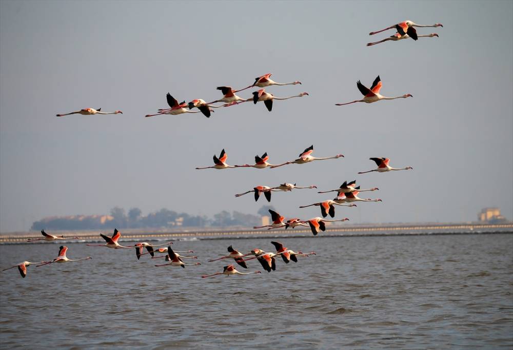 İzmir'deki "flamingo adası"nda kuluçka dönemi 14