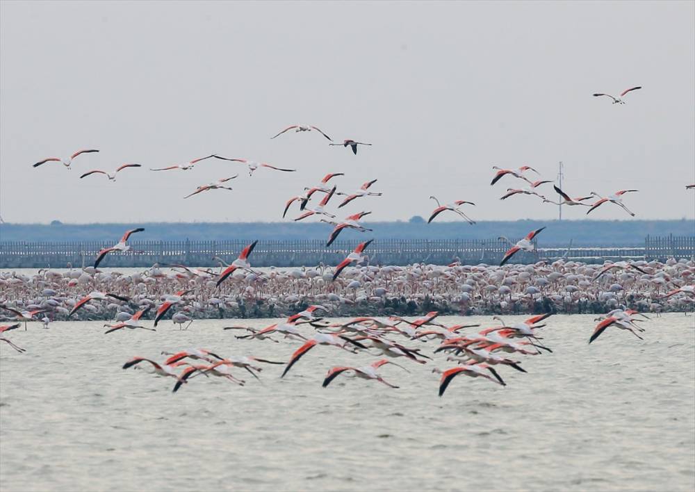 İzmir'deki "flamingo adası"nda kuluçka dönemi 16