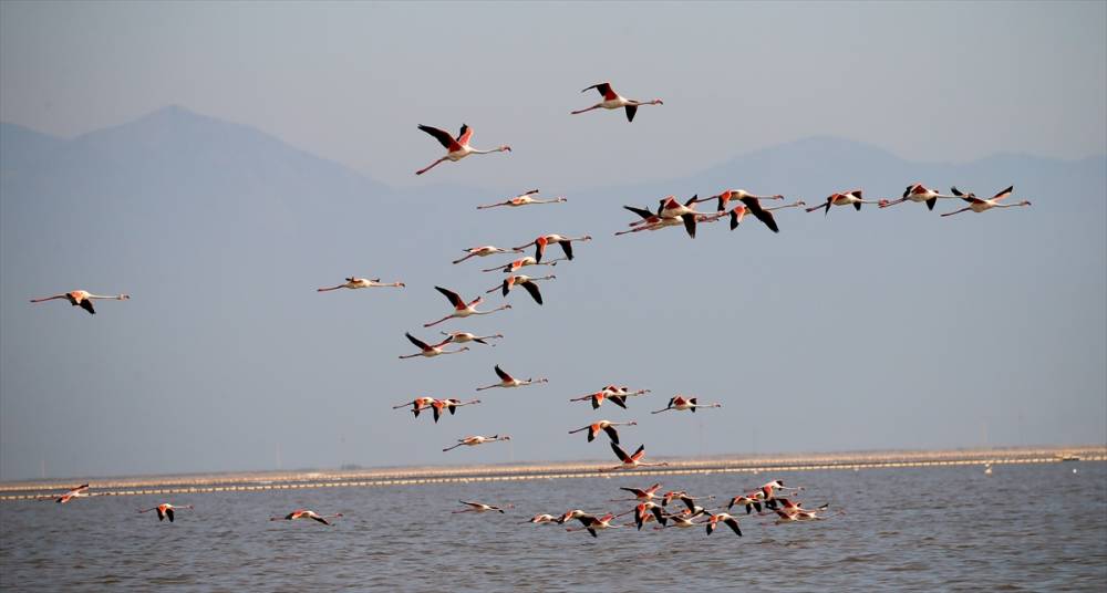İzmir'deki "flamingo adası"nda kuluçka dönemi 17