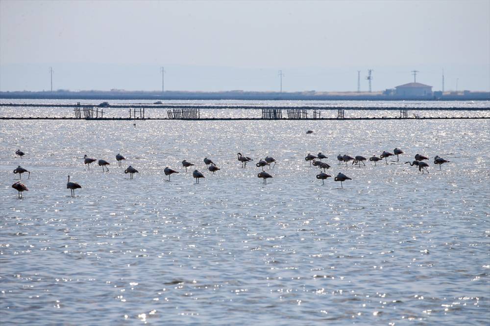 İzmir'deki "flamingo adası"nda kuluçka dönemi 18