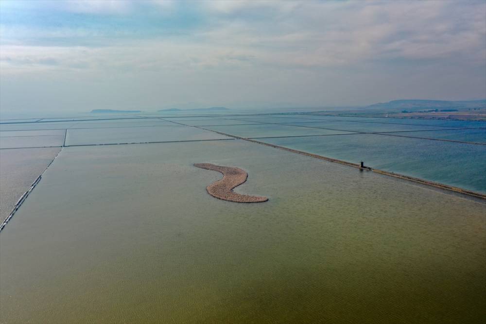 İzmir'deki "flamingo adası"nda kuluçka dönemi 2