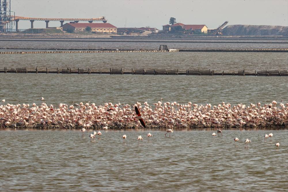 İzmir'deki "flamingo adası"nda kuluçka dönemi 20