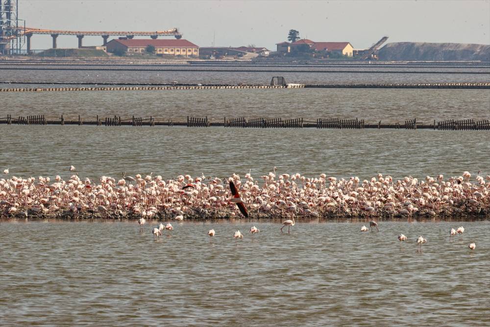 İzmir'deki "flamingo adası"nda kuluçka dönemi 3