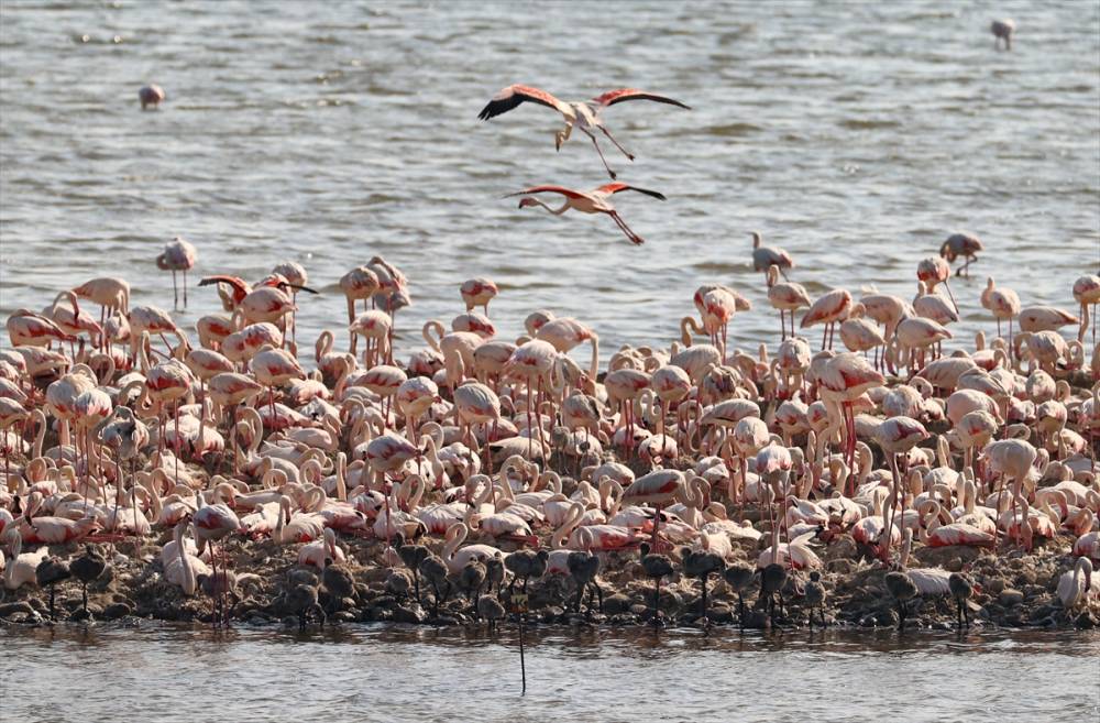 İzmir'deki "flamingo adası"nda kuluçka dönemi 4