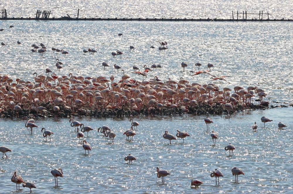 İzmir'deki "flamingo adası"nda kuluçka dönemi 5