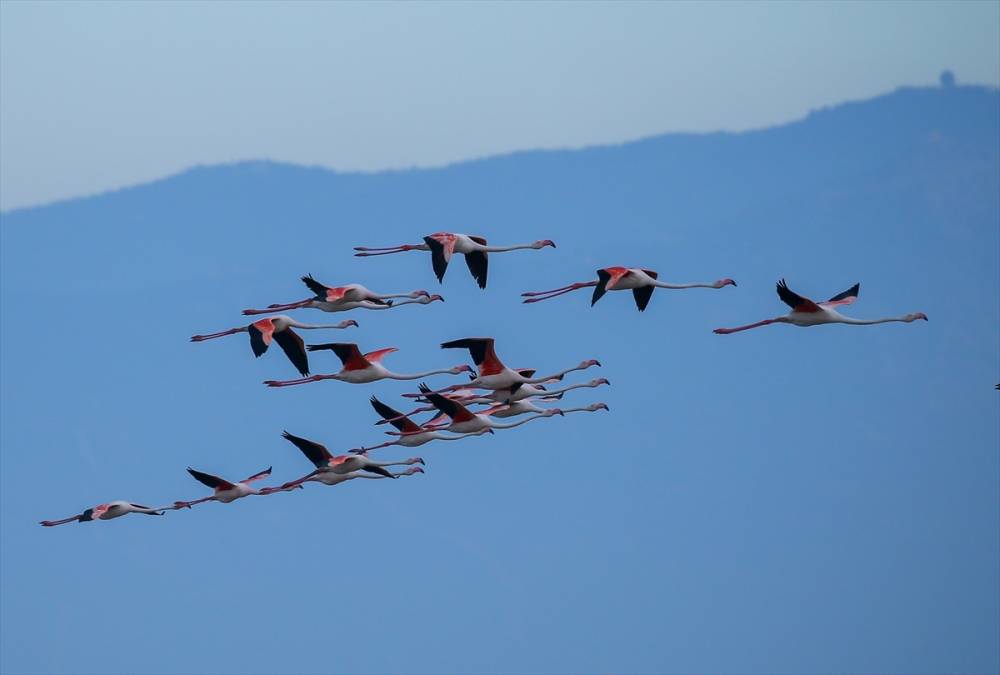 İzmir'deki "flamingo adası"nda kuluçka dönemi 6