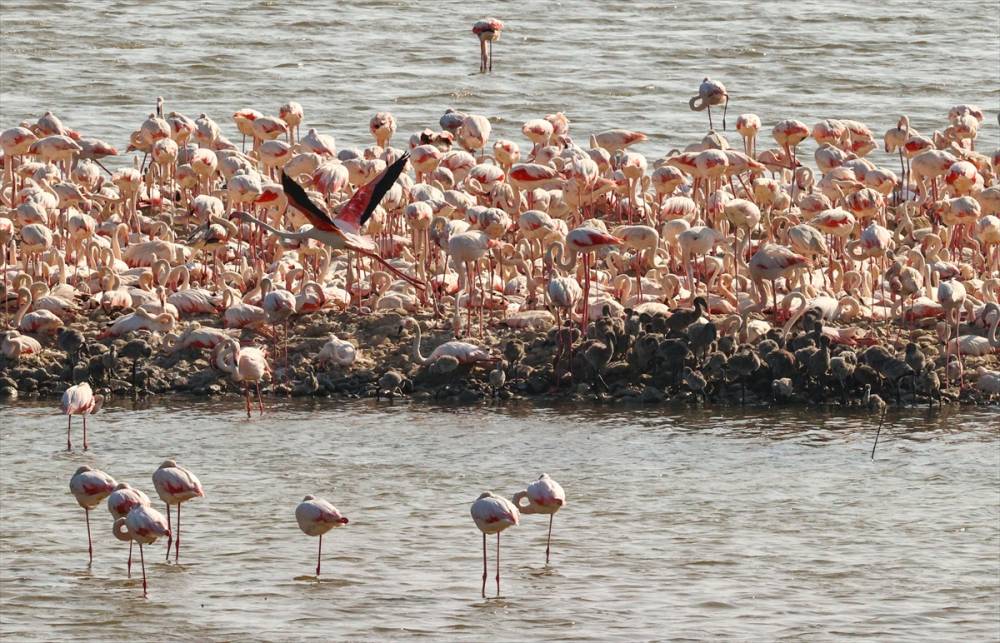 İzmir'deki "flamingo adası"nda kuluçka dönemi 7