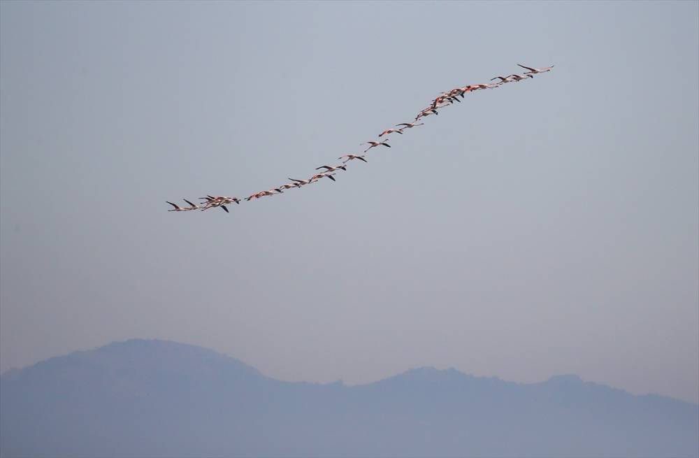 İzmir'deki "flamingo adası"nda kuluçka dönemi 8