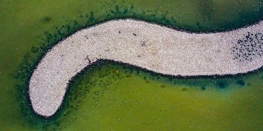 İzmir'deki "flamingo adası"nda kuluçka dönemi