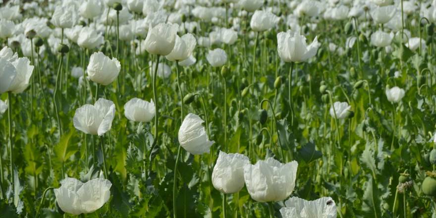 Afyonkarahisar'da çiçeklenen haşhaş tarlaları görsel şölen oluşturd