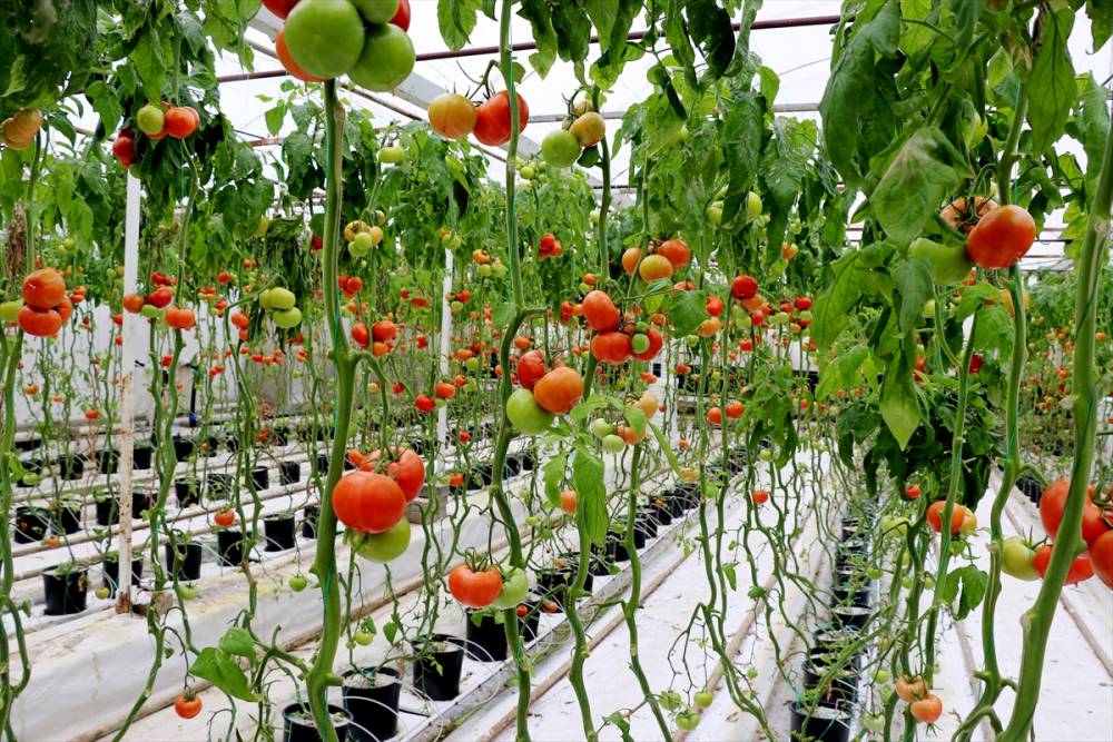 Simav Eynal domatesiyle Avrupa pazarını hedefliyor 1