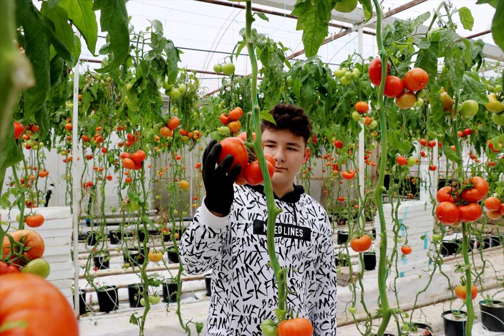 Simav Eynal domatesiyle Avrupa pazarını hedefliyor 10
