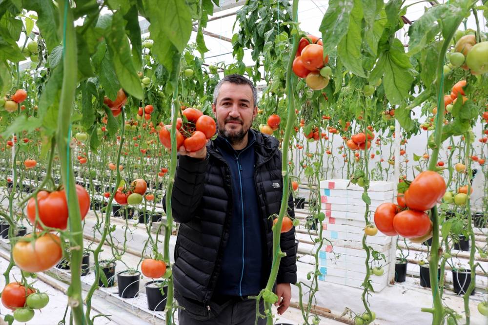 Simav Eynal domatesiyle Avrupa pazarını hedefliyor 11