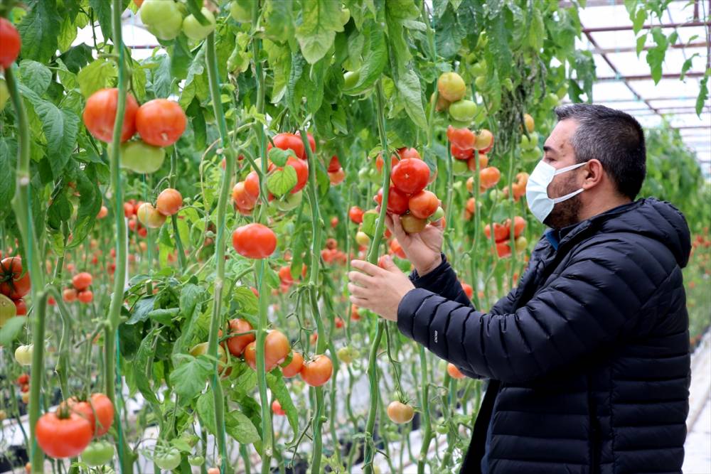 Simav Eynal domatesiyle Avrupa pazarını hedefliyor 13
