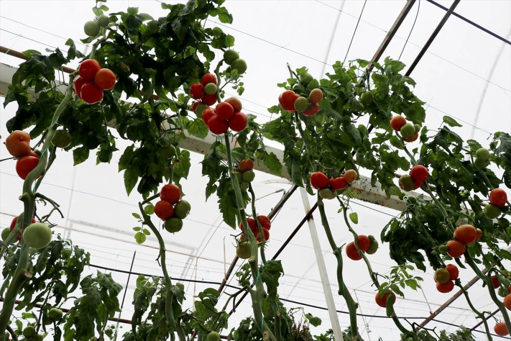 Simav Eynal domatesiyle Avrupa pazarını hedefliyor 2