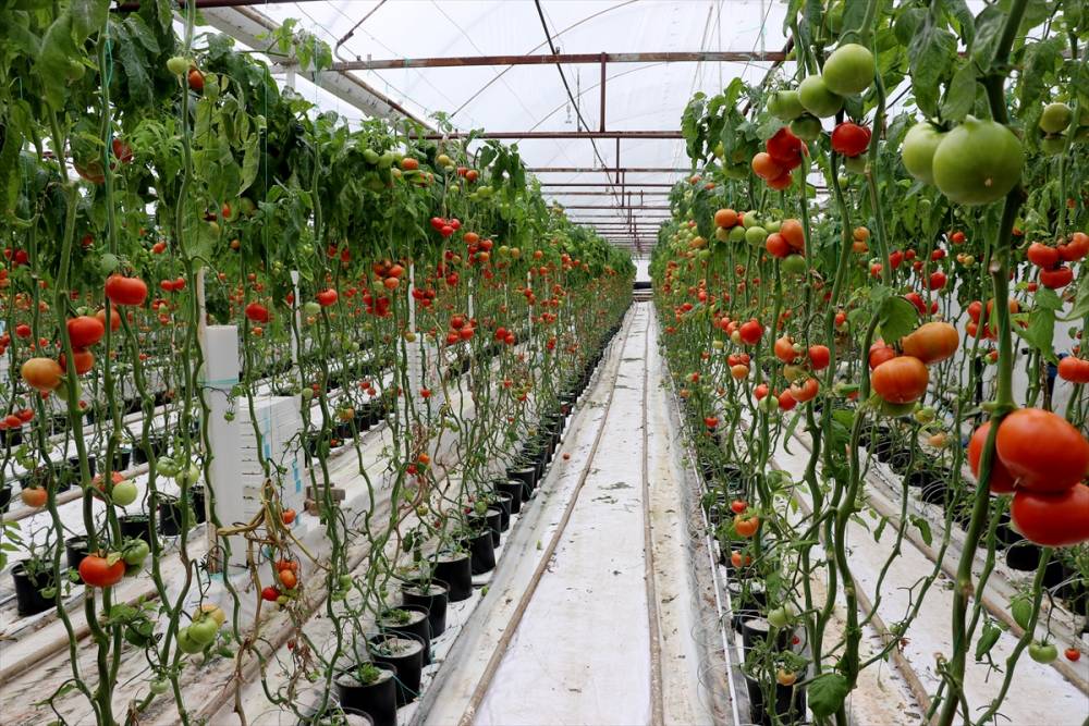 Simav Eynal domatesiyle Avrupa pazarını hedefliyor 3