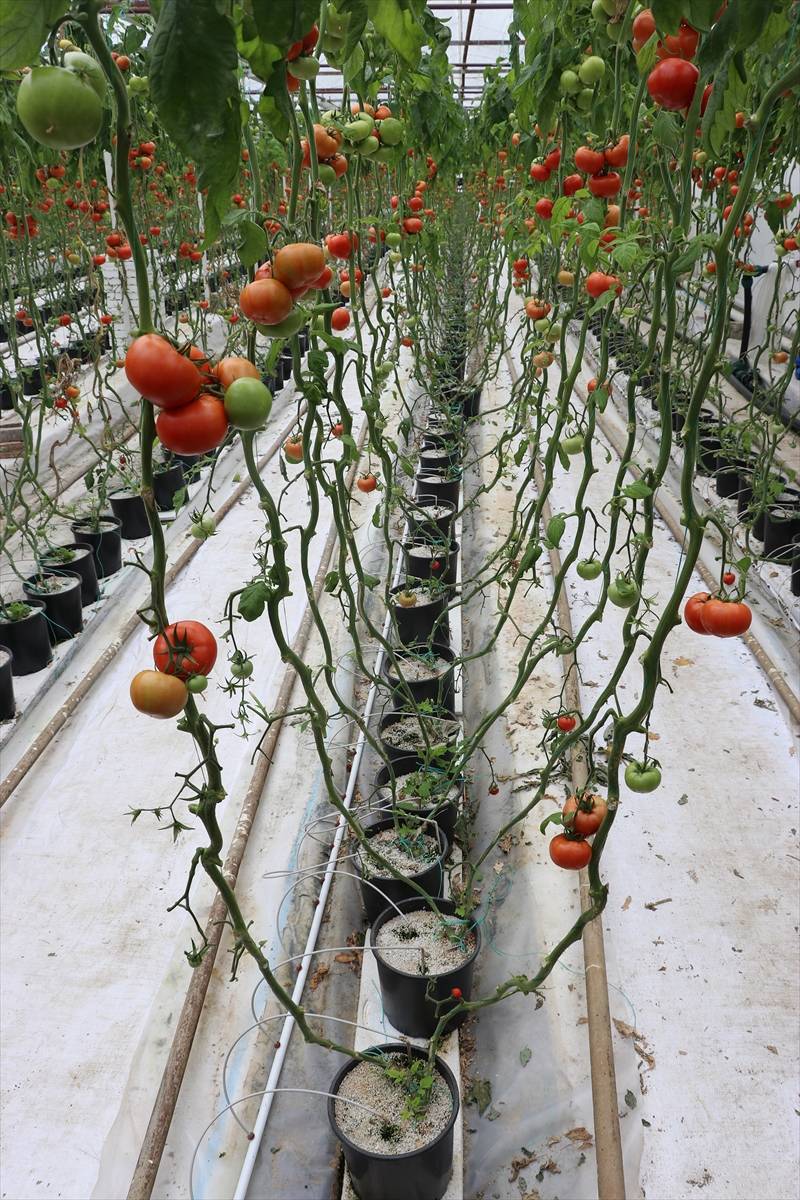 Simav Eynal domatesiyle Avrupa pazarını hedefliyor 4