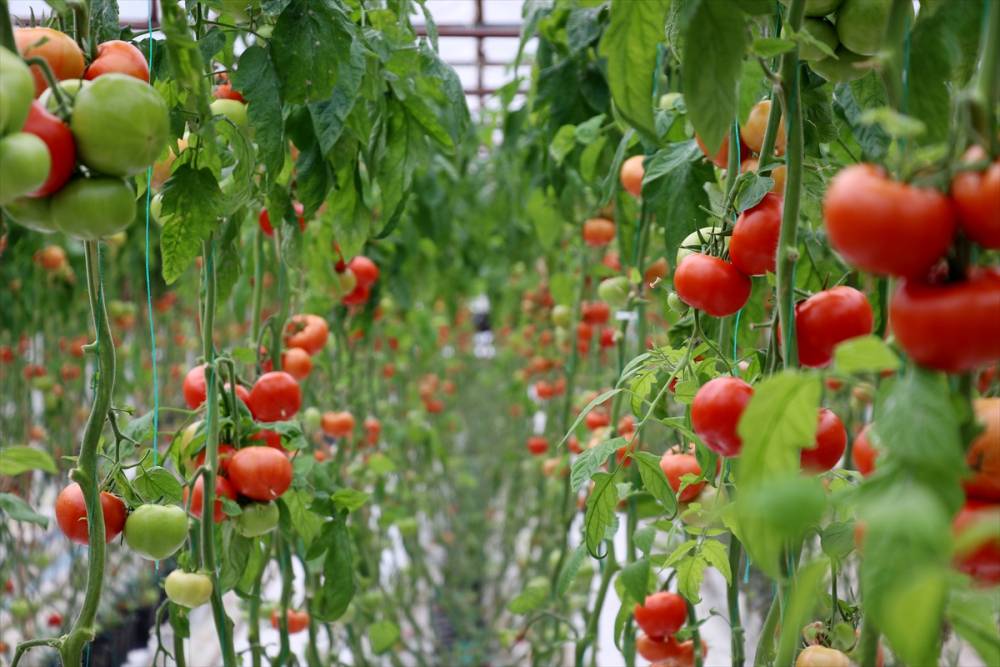 Simav Eynal domatesiyle Avrupa pazarını hedefliyor 9