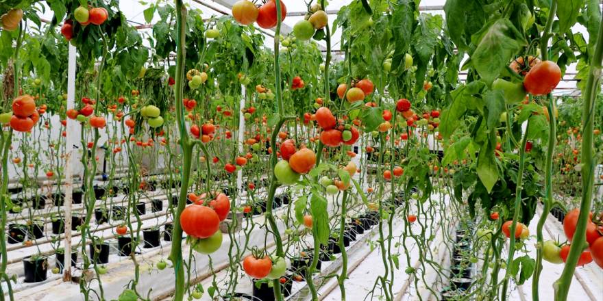Simav Eynal domatesiyle Avrupa pazarını hedefliyor