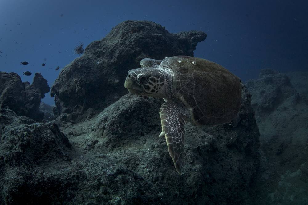 Deniz kaplumbağaları: Kadim denizcilerin tehlikeli yolculuğu 1