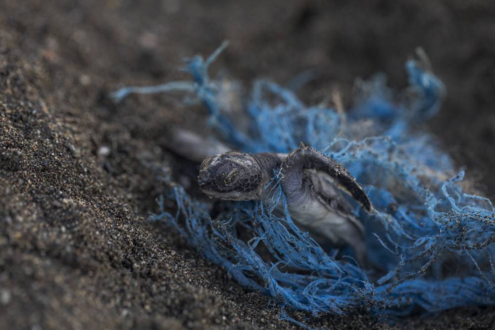 Deniz kaplumbağaları: Kadim denizcilerin tehlikeli yolculuğu 14