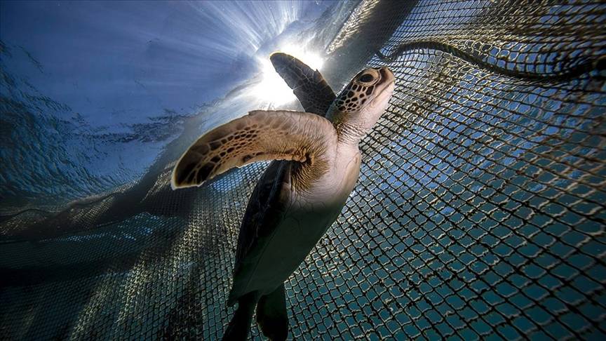 Deniz kaplumbağaları: Kadim denizcilerin tehlikeli yolculuğu 15