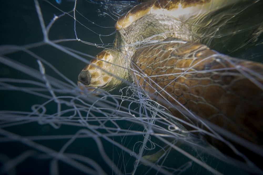 Deniz kaplumbağaları: Kadim denizcilerin tehlikeli yolculuğu 2