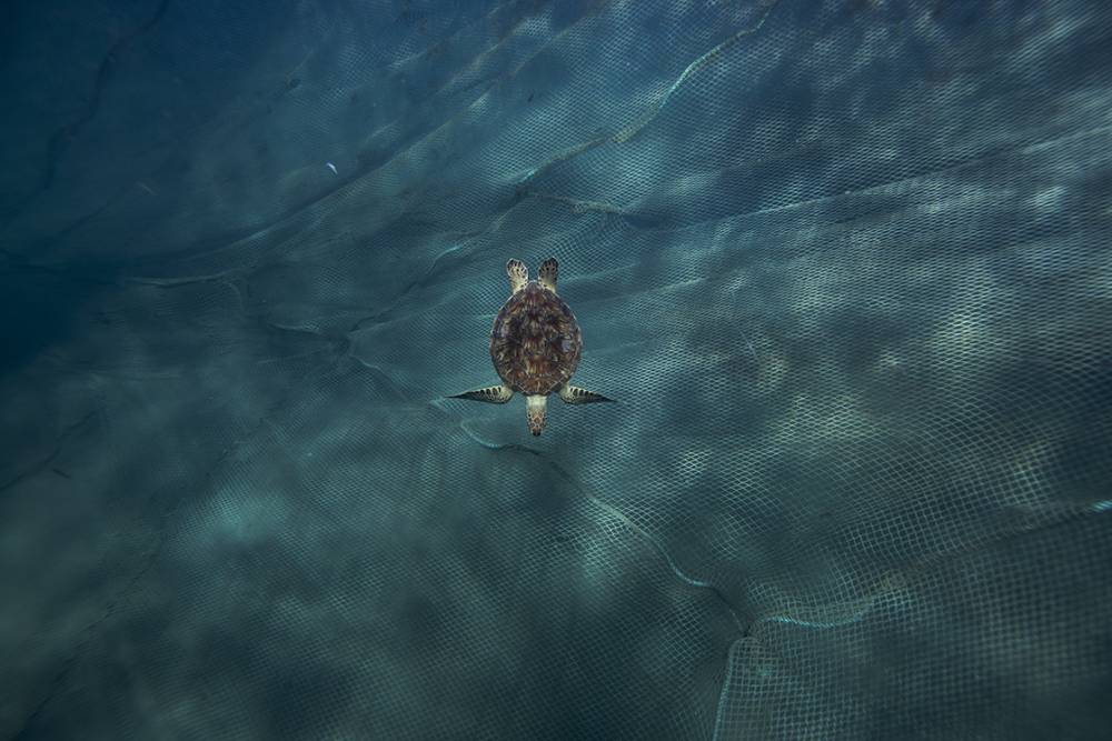 Deniz kaplumbağaları: Kadim denizcilerin tehlikeli yolculuğu 3