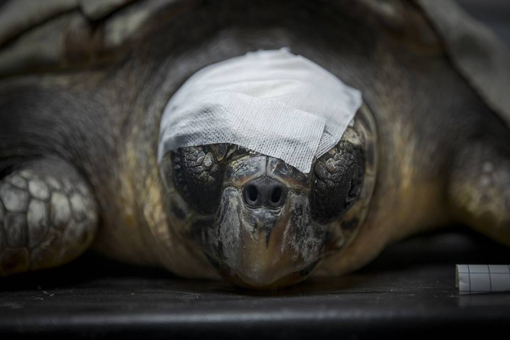 Deniz kaplumbağaları: Kadim denizcilerin tehlikeli yolculuğu 4