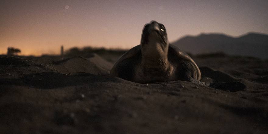 Deniz kaplumbağaları: Kadim denizcilerin tehlikeli yolculuğu