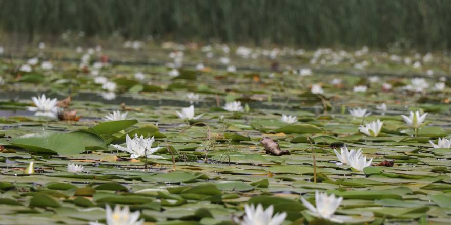 Nilüfer deryasında büyüleyen manzara