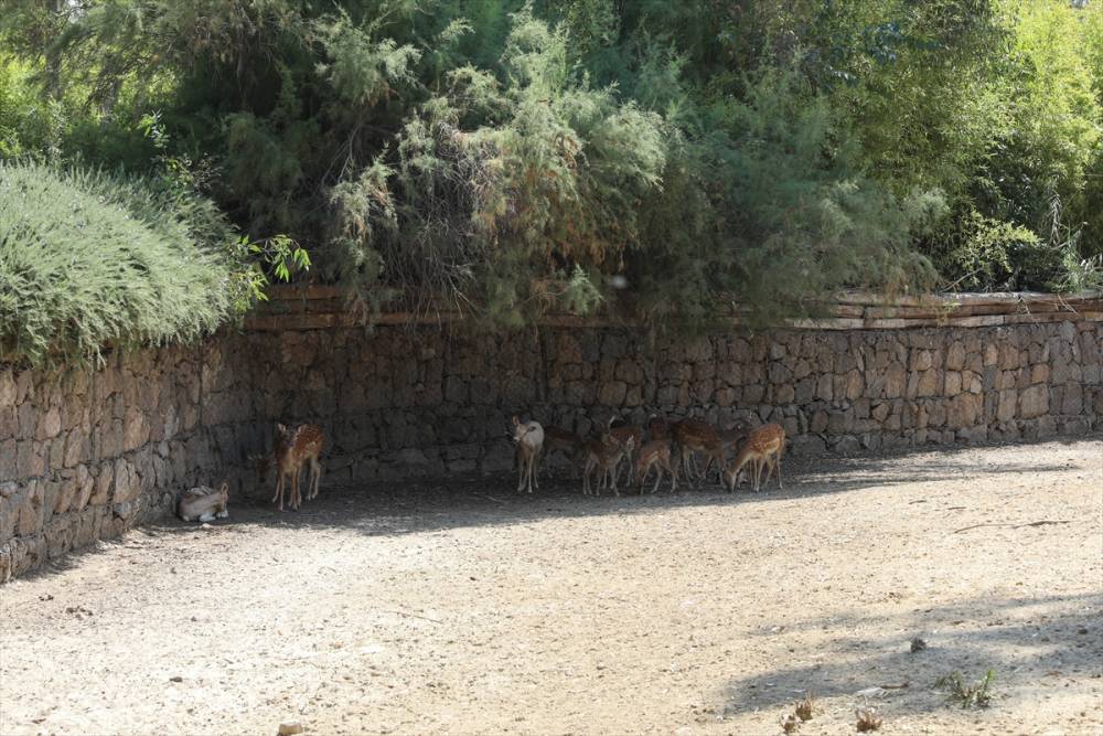 İzmir Doğal Yaşam Parkı'nın sevimli sakinleri 6