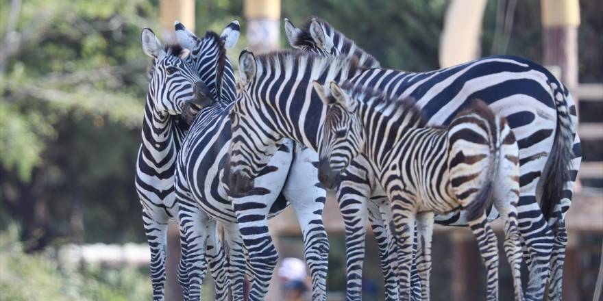 İzmir Doğal Yaşam Parkı'nın sevimli sakinleri
