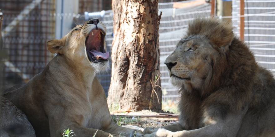 İzmir Doğal Yaşam Parkı'nın büyük kedileri
