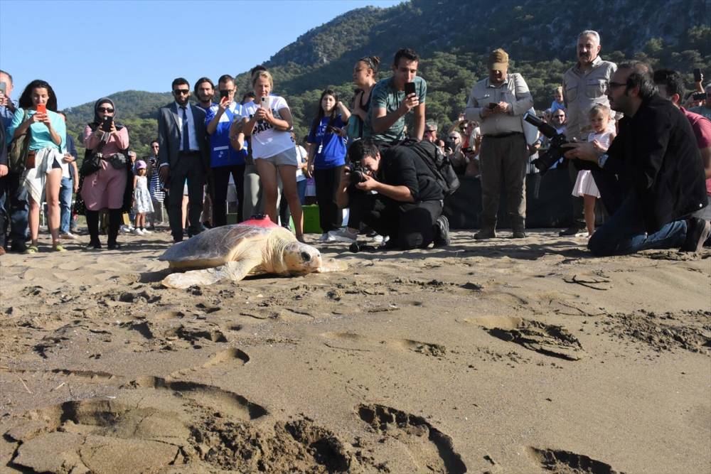 Muğla'da tedavisi tamamlanan caretta carettalar denize uğurlandı 10