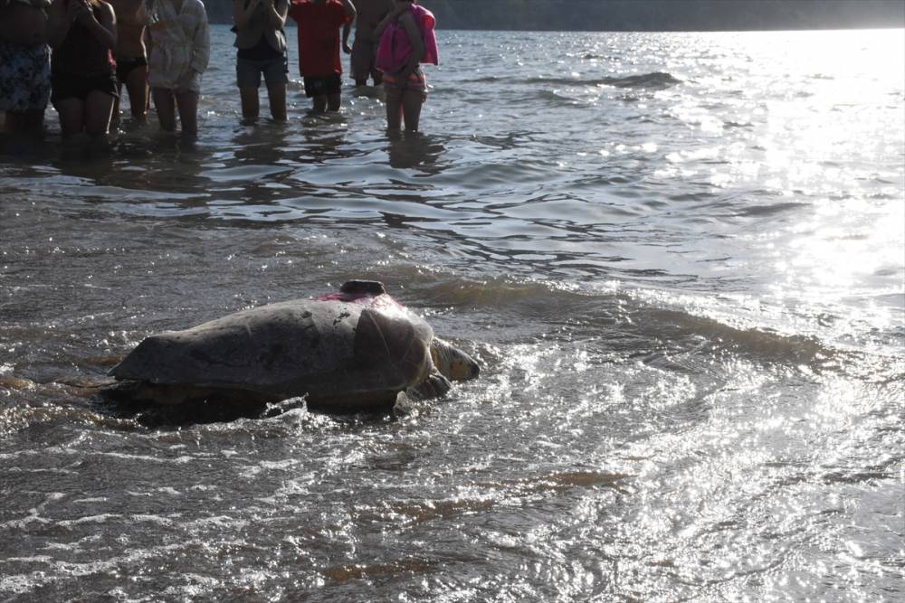 Muğla'da tedavisi tamamlanan caretta carettalar denize uğurlandı 12