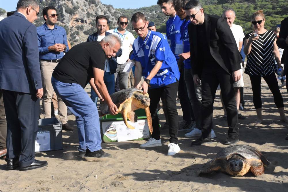 Muğla'da tedavisi tamamlanan caretta carettalar denize uğurlandı 14