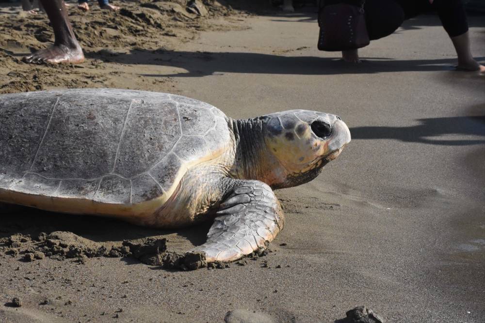 Muğla'da tedavisi tamamlanan caretta carettalar denize uğurlandı 16