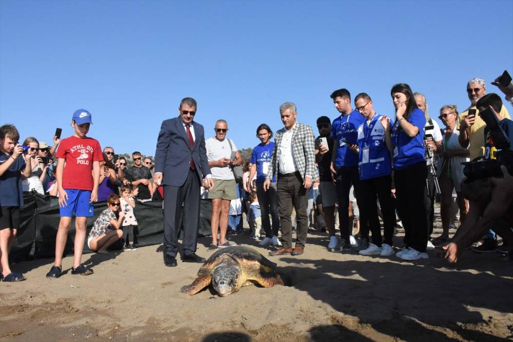 Muğla'da tedavisi tamamlanan caretta carettalar denize uğurlandı 18