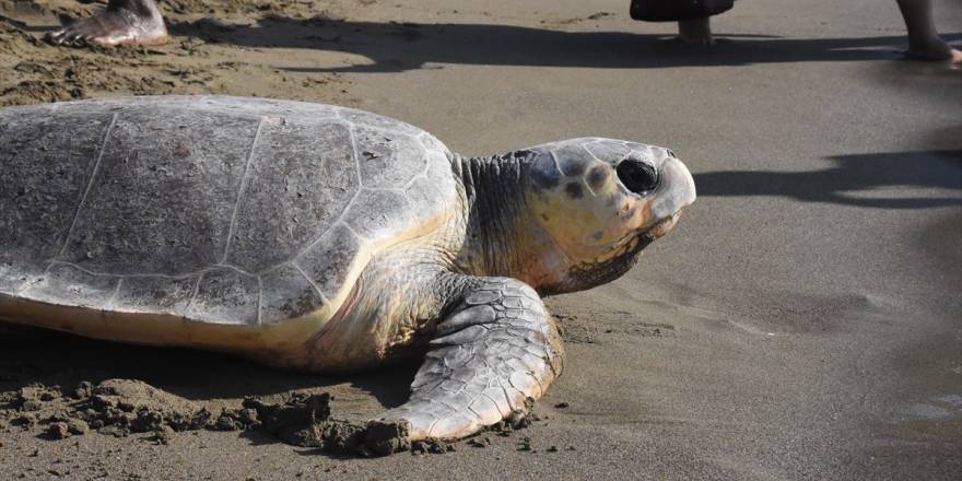 Muğla'da tedavisi tamamlanan caretta carettalar denize uğurlandı