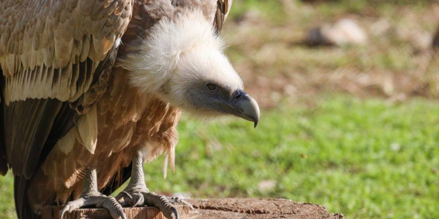 İzmir Doğal Yaşam Parkı