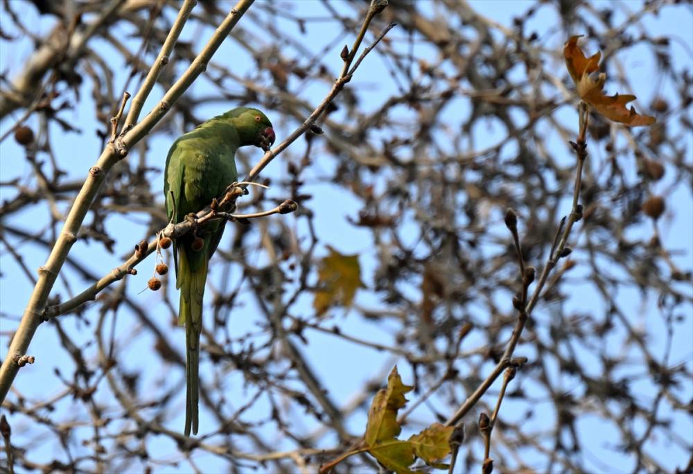 İzmir'in Yeşil papağanları 10