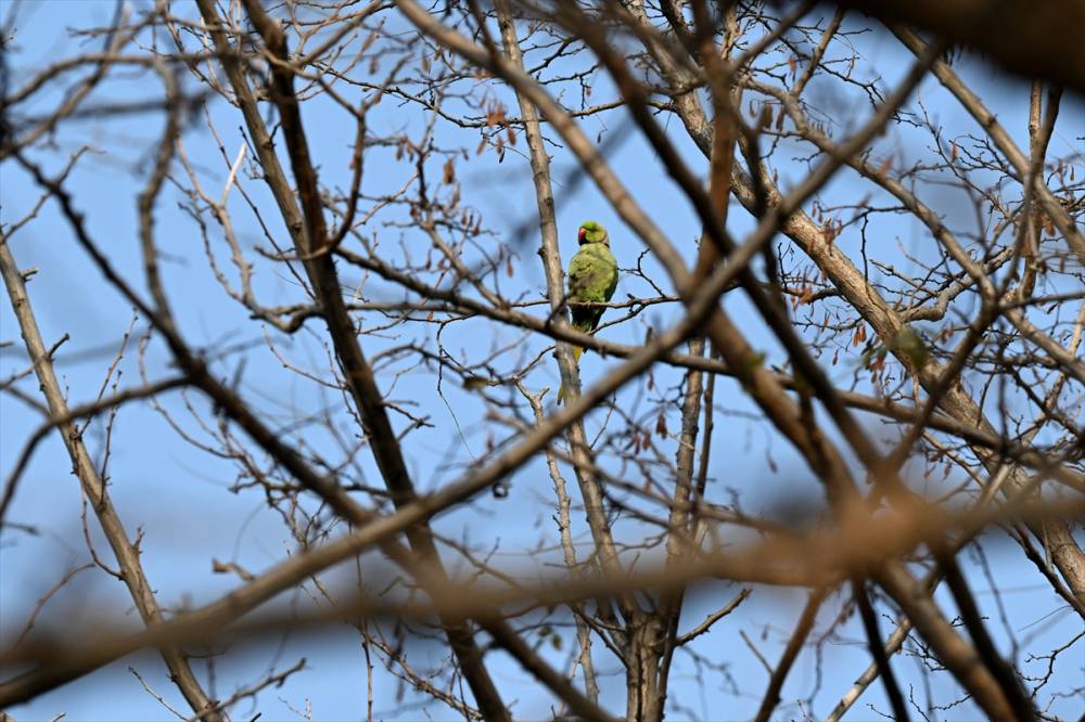 İzmir'in Yeşil papağanları 11